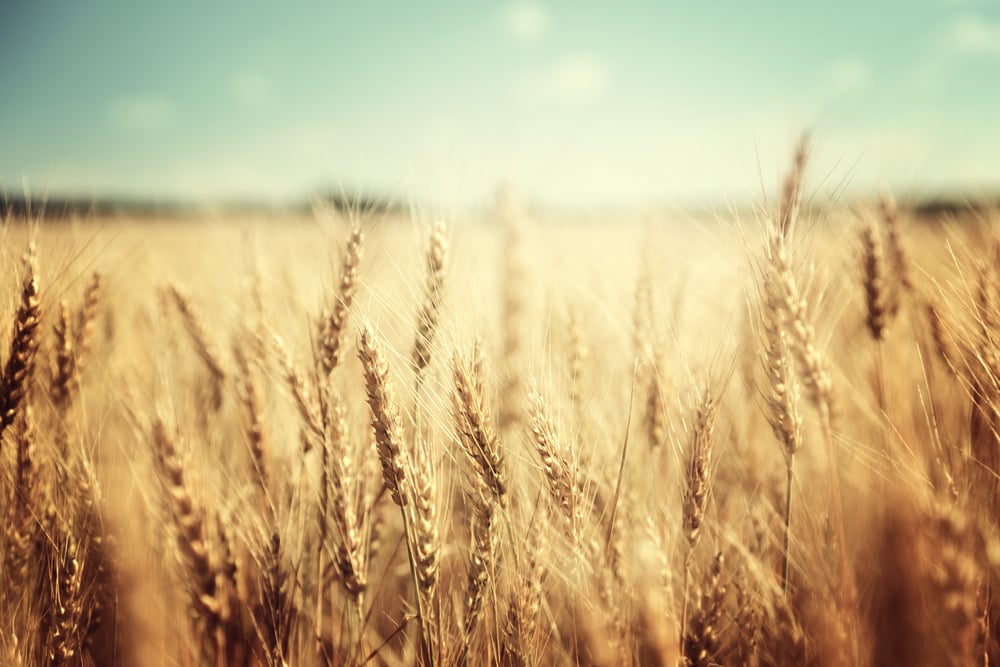 A closeup of wheat stalks in a golden wheat field to signify the topic of data security in agriculture